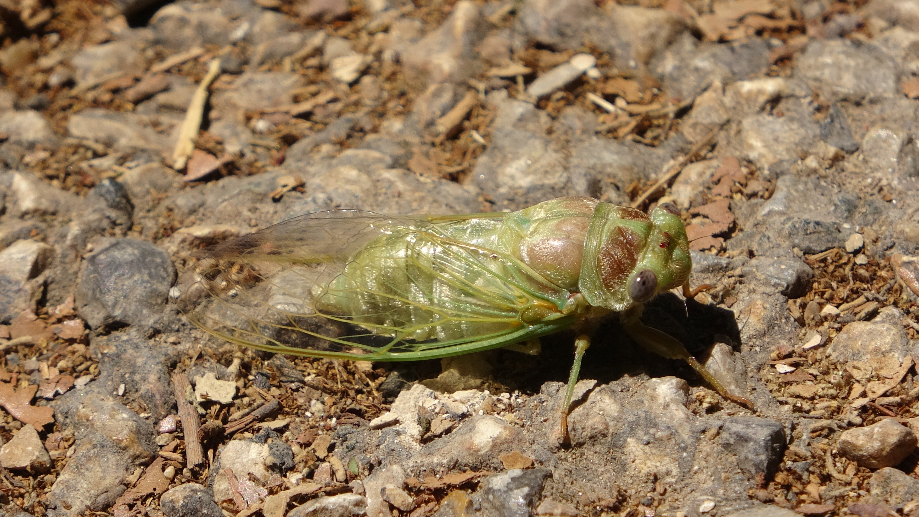Pont du Gard, Zikade (5 cm)